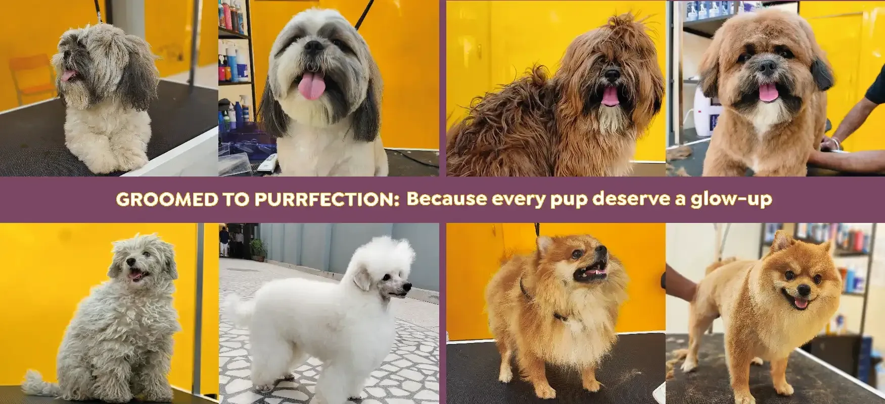 Before and after grooming pictures of Shih Tzu, Poodle, Pomeranian at Nose to ails